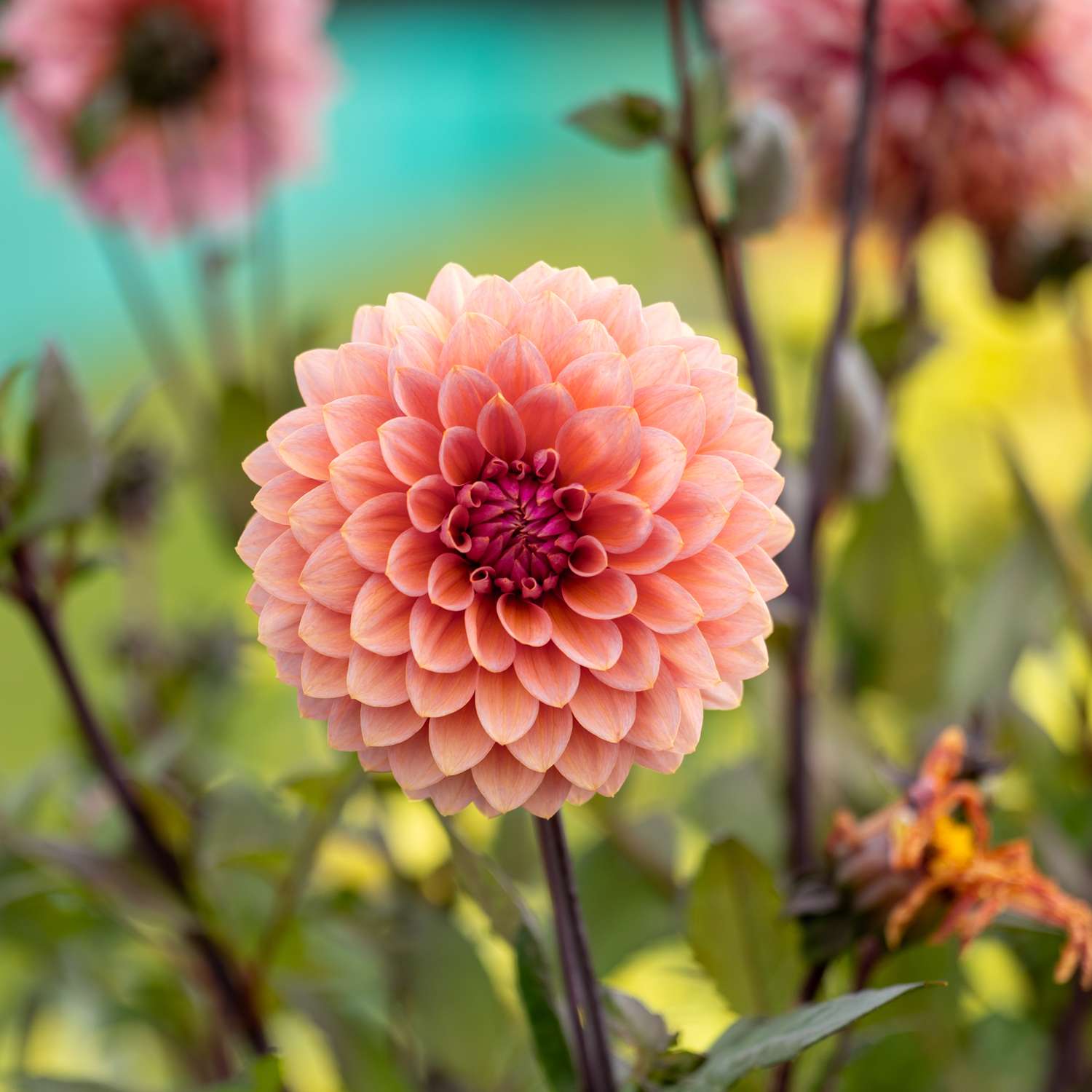 Daalia 'Sweet Sanne'